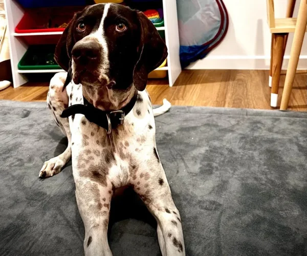 p3-paws-benni-1.webp p3-paws-benni-1.webp